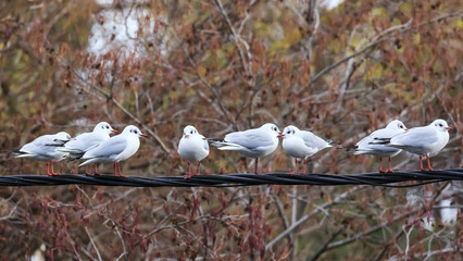 Black-headed gulls perched on a cable
