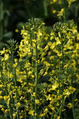 Chinese Flowering cabbage