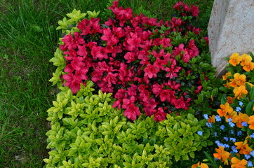 Friedhof - Azaleen blühen auf Grab