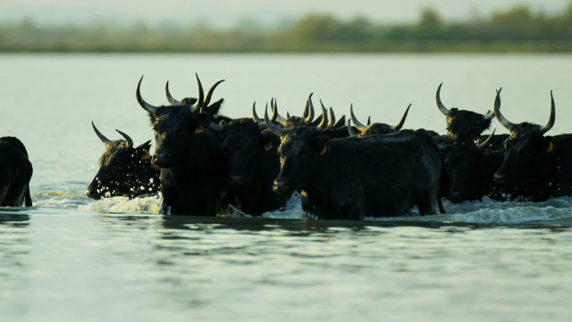 Bull running water Camargue horse power freedom livestock 