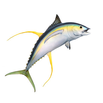 Yellow fin Tuna (Thunnus albacares) isolated on white background.