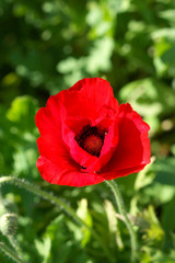 Obraz premium Poppy flowers in the garden