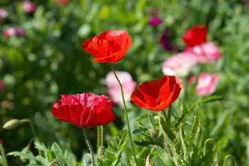 Fototapeta premium Poppy flowers in the garden
