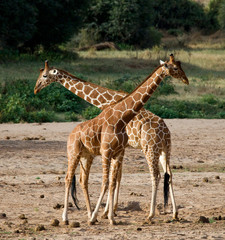 Two male giraffes fighting each other in the savannah. Kenya. Tanzania. East Africa. An excellent illustration.