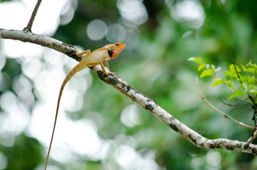lizzard on the tree