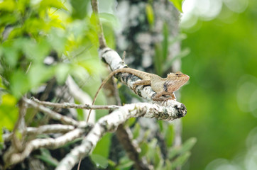 lizzard on the tree