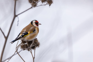 European Goldfinch on the burdock with copy space.