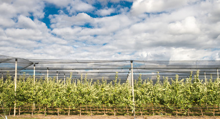 Modern apple  orchard