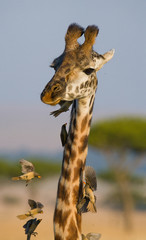 Giraffe with bird. Kenya. Tanzania. East Africa. An excellent illustration.