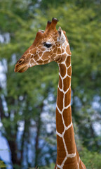 Portrait of a giraffe. Kenya. Tanzania. East Africa. An excellent illustration.