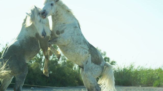 Horse France Camargue animal outdoors Stallion Gelding travel
