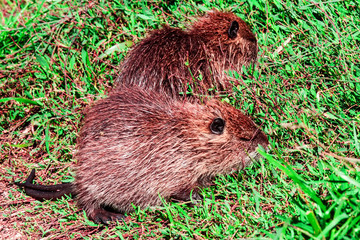 Coypu