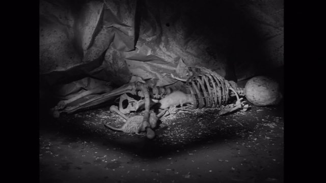 Wide shot of rodents moving around in skeleton