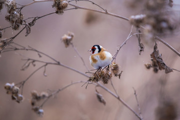 European Goldfinch eating a burdock with copy space.