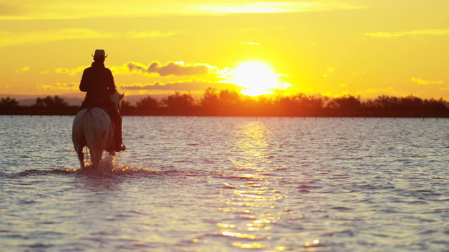 Cowboy Camargue animal horse sunset sea marshland