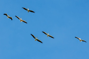 pelicans