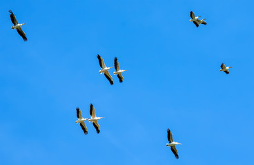 pelicans