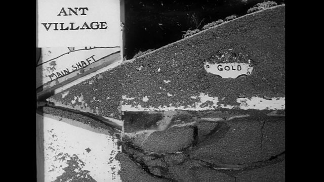 Ants crawling on wall at Ant Village exhibit in Los Angeles Zoo, 1940s