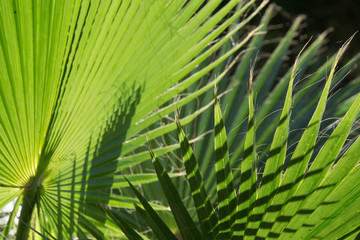Palm Leaves