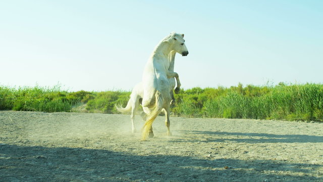 Horse France Camargue animal Stallion Gelding fighting wild  