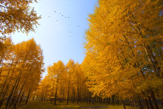 Autumn trees in Inner Mongolia