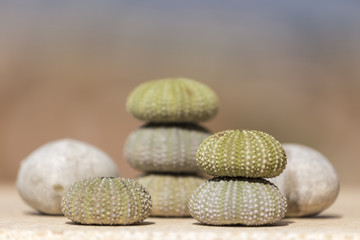 sea urchins, shells