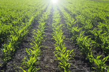 Crédence de cuisine en verre imprimé Campagne Corn-seedlings. Plants growing in a field