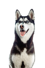 adult female husky in the studio