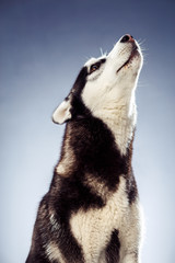 adult female husky in the studio