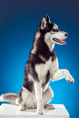 adult female husky in the studio