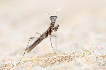 Geomantis larvoides
