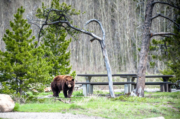 Grizzly bear encounter, Alberta Canada