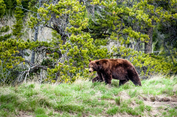 Fototapeta na wymiar Grizzly bear encounter 2, Alberta, Canada