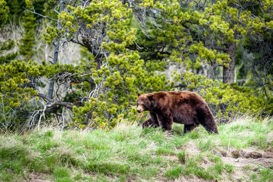Grizzly bear encounter 2, Alberta, Canada