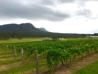 Fototapeta na wymiar vineyards in hunter valley