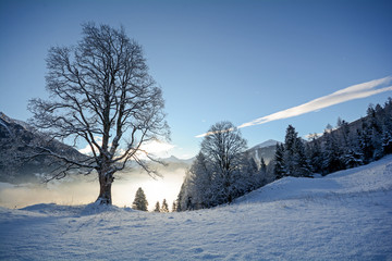 View to a winter landscape with old tree and valley near Bad Gastein, Pongau Alps - Salzburg...