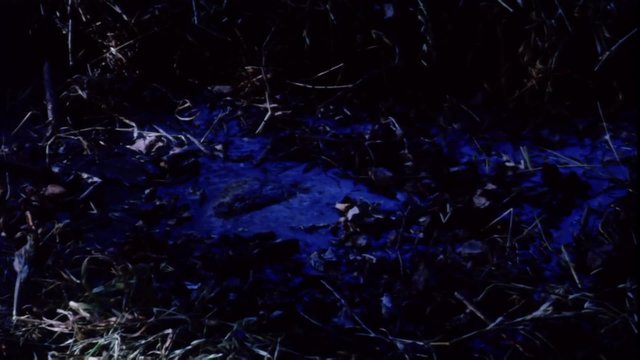 Rock sinking into swamp
