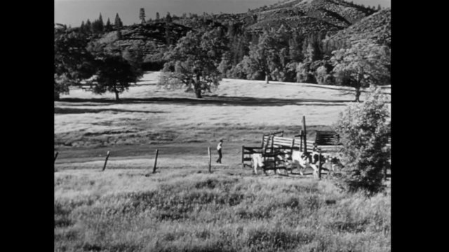 Wide shot of man hearding cattle, 1940s
