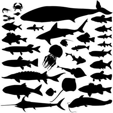 River and sea fish silhouette set. Marine fish and mammals. ocean seafood collection