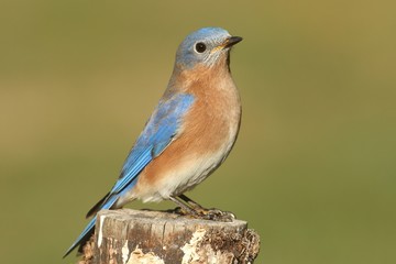 Male Eastern Bluebird