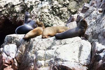 Sea lions fighting for a rock in the peruvian coast at Ballestas