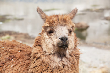 lamas in Andes,Mountains, Peru