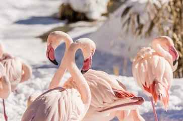 Photo sur Plexiglas Flamant Flamants roses dans un paysage d& 39 hiver ensoleillé