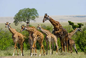 Papier Peint photo autocollant Girafe Group of giraffes in the savanna. Kenya. Tanzania. East Africa. An excellent illustration.
