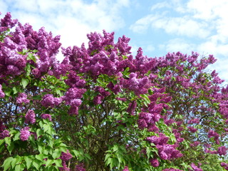 Obraz premium Purple lilac bush