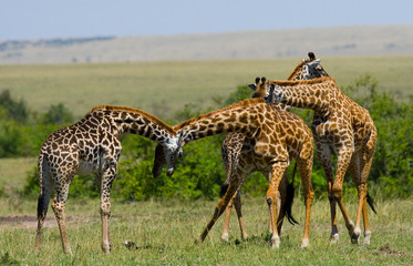 Group of giraffes in the savanna. Kenya. Tanzania. East Africa. An excellent illustration.