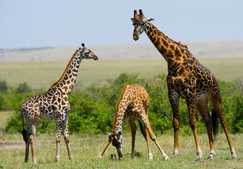 Group of giraffes in the savanna. Kenya. Tanzania. East Africa. An excellent illustration.