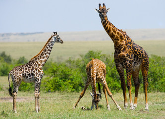 Group of giraffes in the savanna. Kenya. Tanzania. East Africa. An excellent illustration.