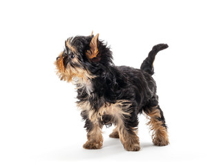 Yorkshire Terrier puppy isolated on white background