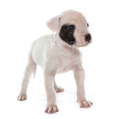puppy american bulldog